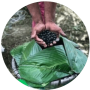 acai